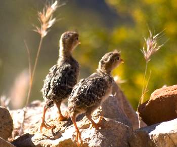 Quail Babies 